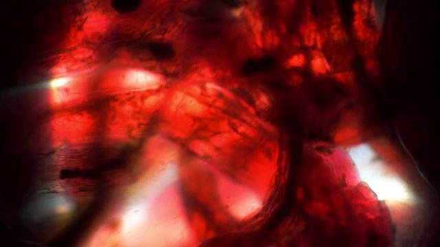 Red mosquito larvae squirm in the light of the microscope. The theme of micro biology and scientific microscopy. Water from the pond with a worm is a mosquito larvae. Larvae are used in fishing.