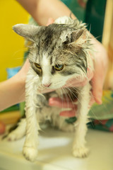 woman washing cat