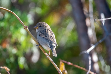 House sparrow female in Idaho