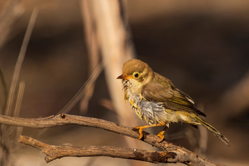 The Brown-headed Honeyeater (Melithreptus brevirostris) is a small honeyeater with a short slender bill. It has plain olive green body with a brown head and has a creamy yellow eye-ring.