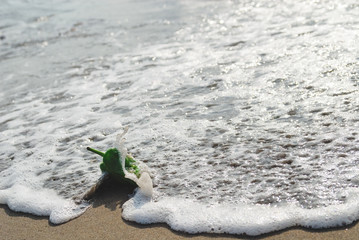 ピーマン　海　波　浜　素材