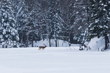 fallow deer (Dama dama) in winter