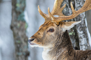 fallow deer (Dama dama) in winter