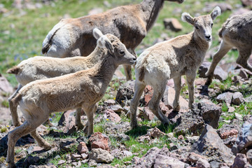 Group of bighorn lambs in rocky field
