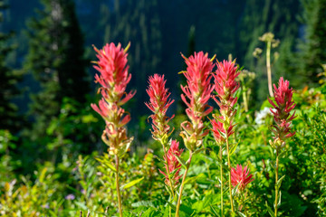 Group of Tall Red Indiant Paintbrush