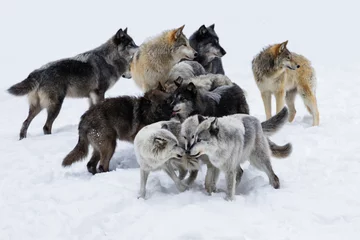 Fotobehang Wolf pack in winter © Mircea Costina