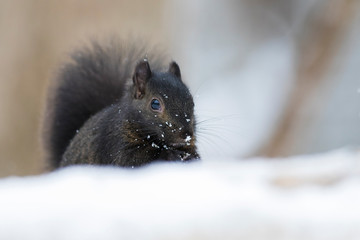 black squirrel in winter © Mircea Costina