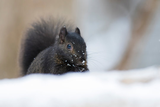 black squirrel in winter