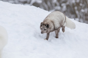 Obraz premium Arctic fox (Vulpes lagopus) in winter