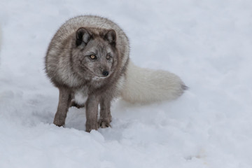 Arctic fox (Vulpes lagopus) in winter