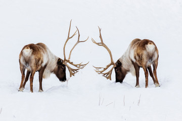 Boreal woodland caribou in winter (Rangifer tarandus caribou)