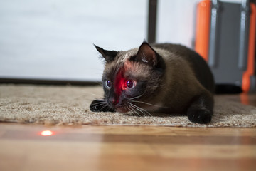 Siamese cat with expressive eyes plays with a laser pointer