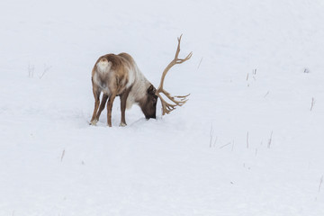 Boreal woodland caribou in winter (Rangifer tarandus caribou) © Mircea Costina