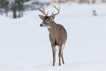 Deer Portrait, white-tailed deer (Odocoileus virginianus) male in winter