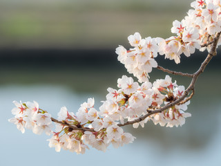 桜の花。日本の春。