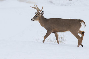 Naklejka na ściany i meble Deer Portrait, white-tailed deer (Odocoileus virginianus) male in winter