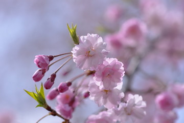 Fototapeta na wymiar 晴天の枝垂れ桜