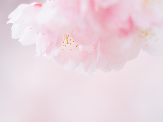 桜の花。日本の春。