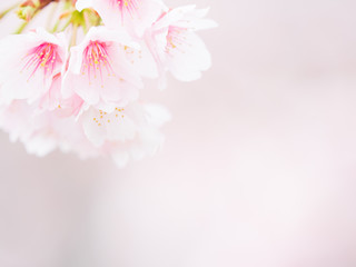 桜の花。日本の春。