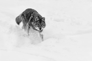 Big male coyote (Canis latrans) in winter