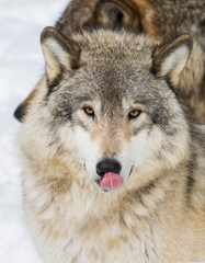 Naklejka na ściany i meble Wolf portrait. Northwestern wolf (Canis lupus occidentalis), also known as the Mackenzie Valley wolf, Rocky Mountain wolf, Alaskan timber wolf or Canadian timber wolf