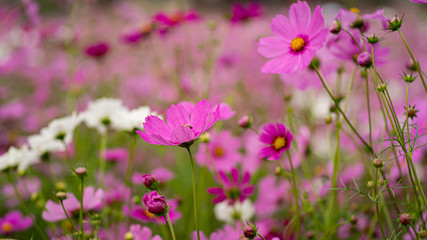 The Bua-Tong(Lotus flower)  Forest Park.