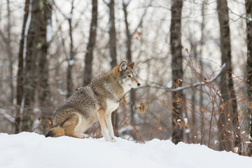Obraz premium Big male coyote (Canis latrans) in winter