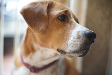 beagle dog looking to something