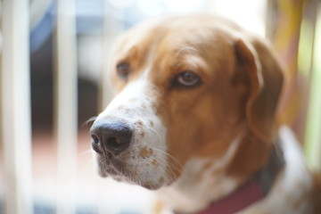 beagle dog looking to something