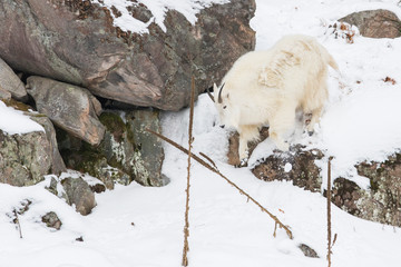 The mountain goat (Oreamnos americanus), also known as the Rocky Mountain goat