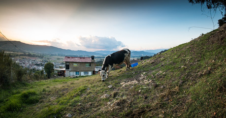  cow on top of the mountain