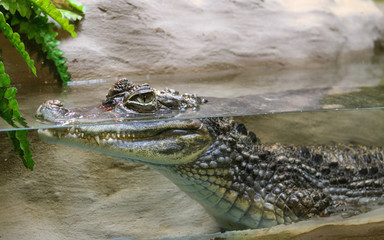 crocodile with mouth open