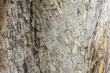 old wood texture