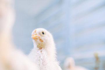 little small broiler poultry white chick bird