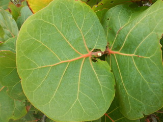 Round Leaf Close-up