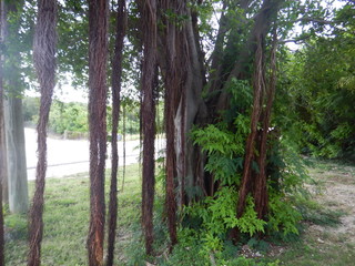 Tropical Trees with Vines