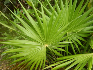 Pointy Tropical Leaves