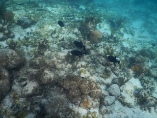 Fototapeta na wymiar Fluttery Black Fish in Coral Reef