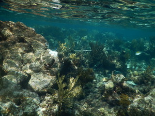Fototapeta na wymiar Clear Caribbean Water Above Reef