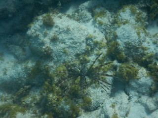 Fanned Out Lionfish