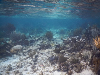 Coral Reef on Sunny Day