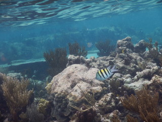 Striped Fish in Coral Reef