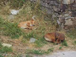 Dogs resting on the road to Santiago de Compostela, Camino de Santiago, Way of St. James, Journey from Foncebadon to Ponferrada, French way, Spain