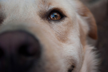 Dog eye close up dog labrador retriever