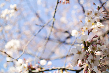 春の桜