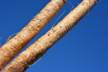 柔らかい新ごぼう。牛蒡。和食、野菜イメージ素材