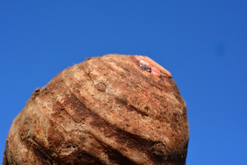 ホクホクのセレベス、芋、野菜、食材イメージ素材