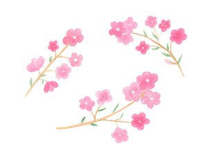 Watercolor hand drawn pink spring flowers isolated on white background. Cute cherry, sakura branch for spring, summer season design cards, invitation, scrapbook. 