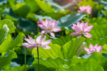 otus flower blooming in summer pond with green leaves as background