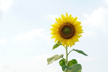Yellow sunflower in the sky background  